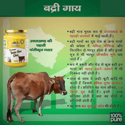 Himalayan Badri Cow Ghee jar with Badri cow on map of Uttarakhand, showcasing authentic purity and nourishment.